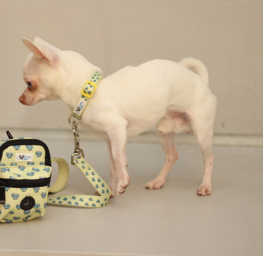 Yellow “Colton’s Eyes” Diamond Print Dog Collar