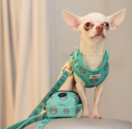 Seal Buddy Leash - Aquamarine