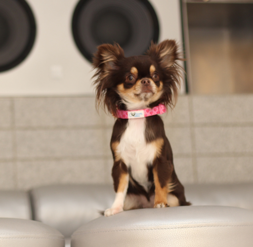 Pink “Rubacuori” Sparkle Hearts Dog Collar