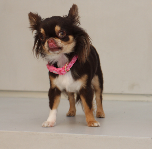 Pink “Rubacuori” Sparkle Hearts Dog Collar