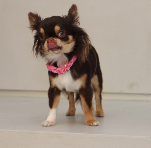 Pink “Rubacuori” Sparkle Hearts Dog Collar