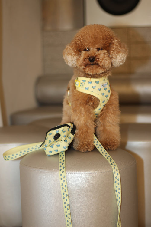 Diamond Leash