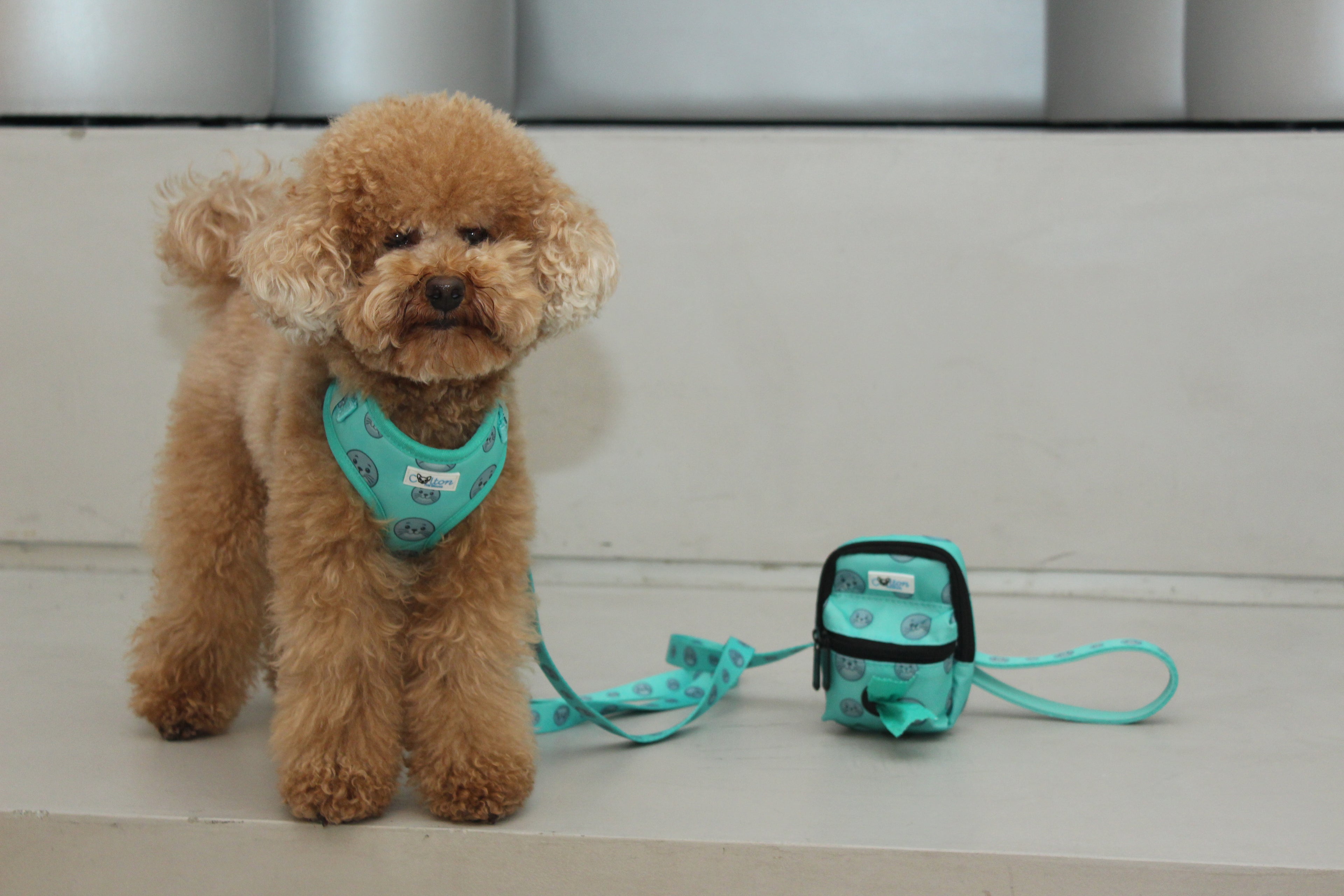 Seal Buddy Adjustable Harness - Aquamarine