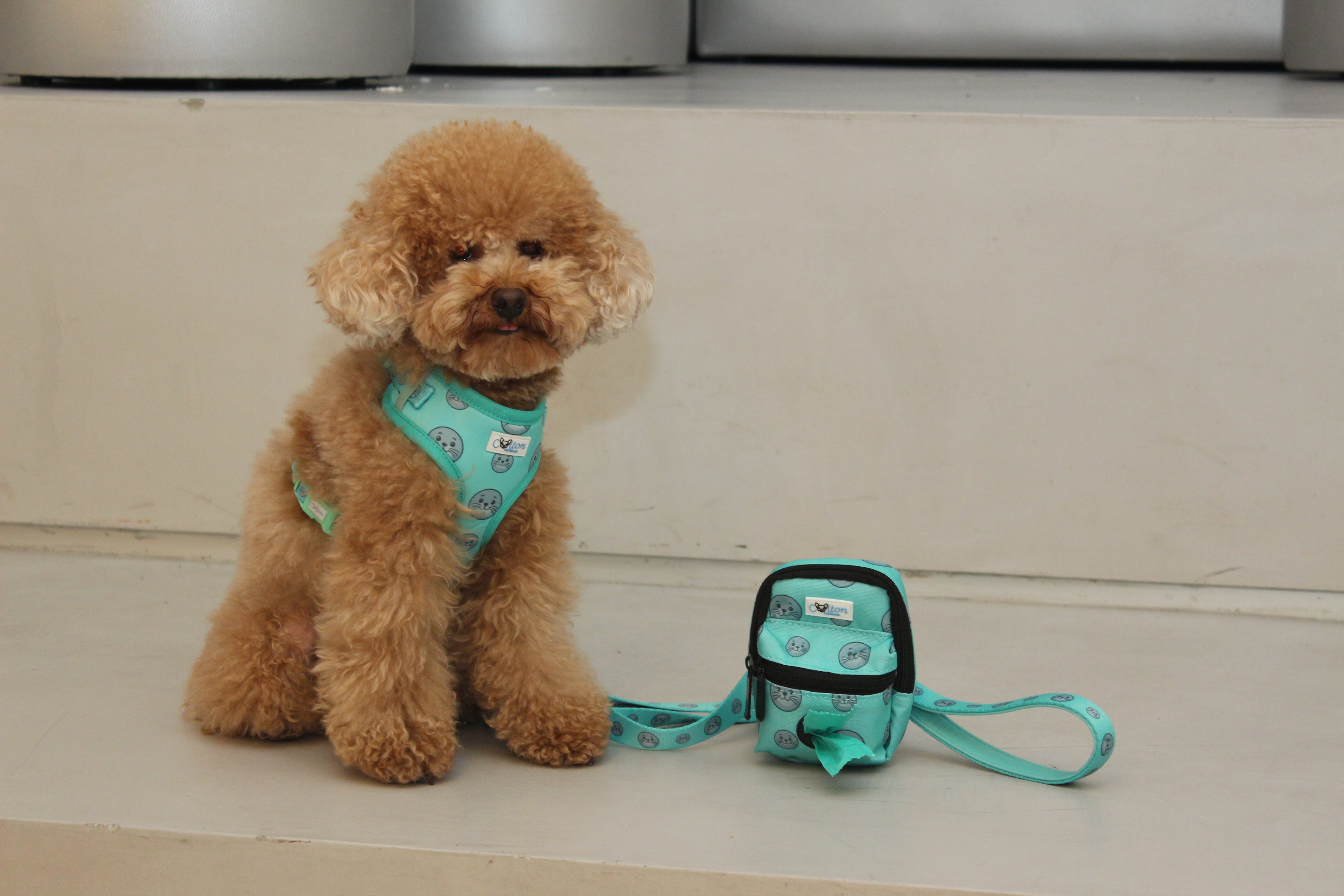 Seal Buddy Walk-mate Pouch - Aquamarine