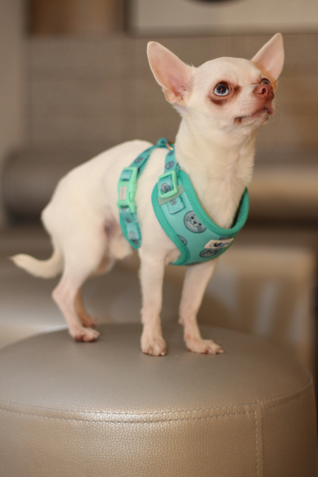 Seal Buddy Adjustable Harness - Aquamarine