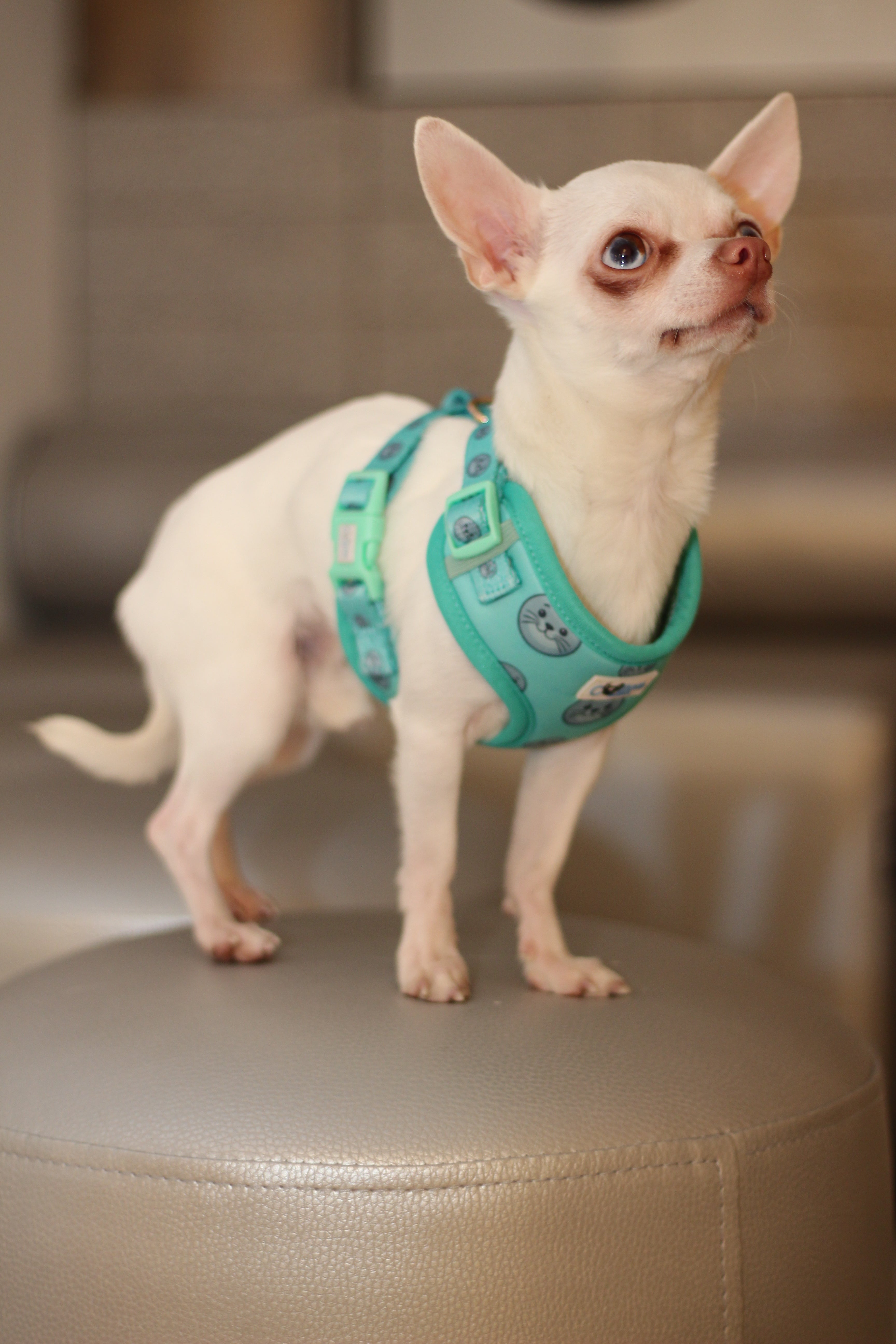 Seal Buddy Adjustable Harness - Aquamarine