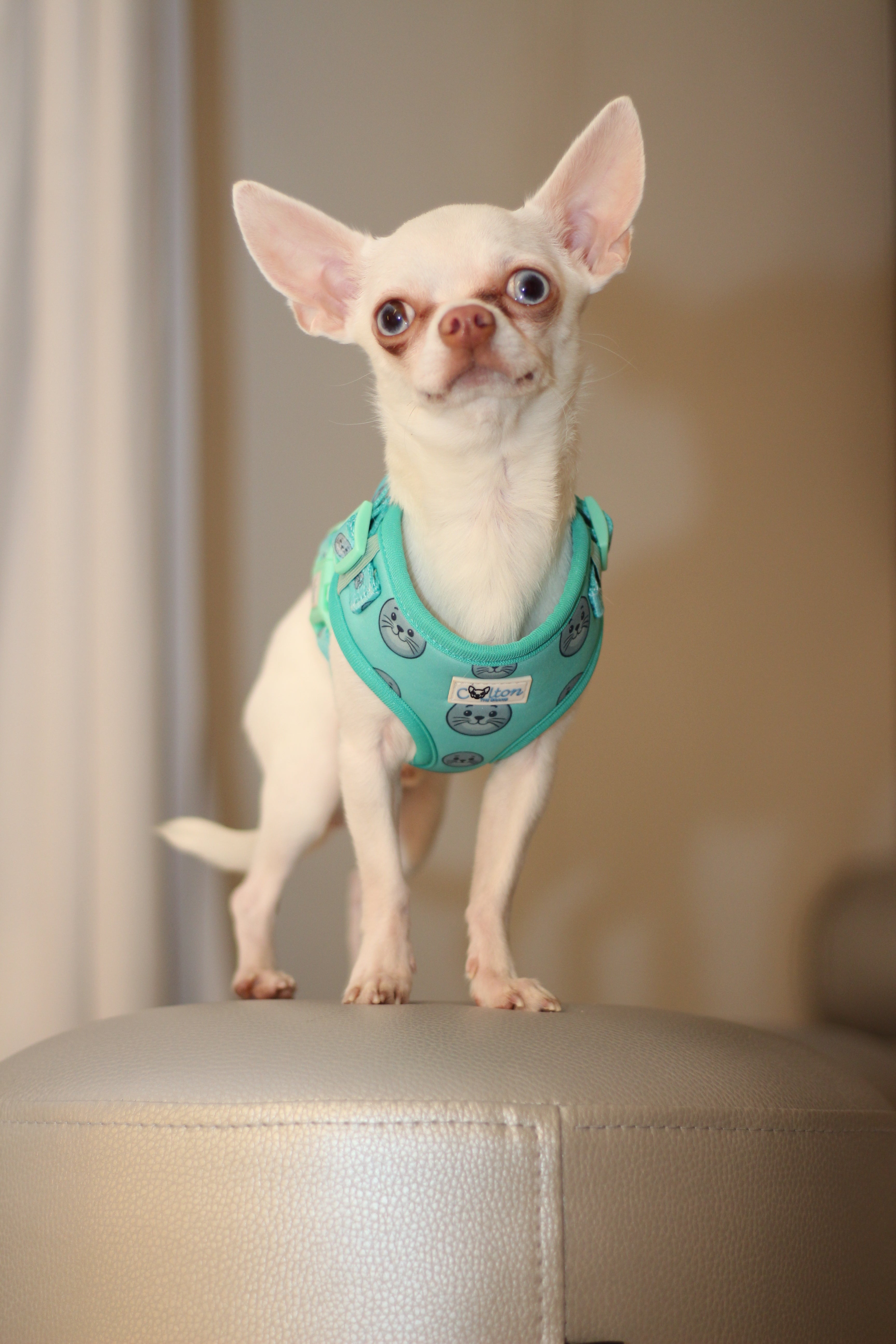 Seal Buddy Adjustable Harness - Aquamarine