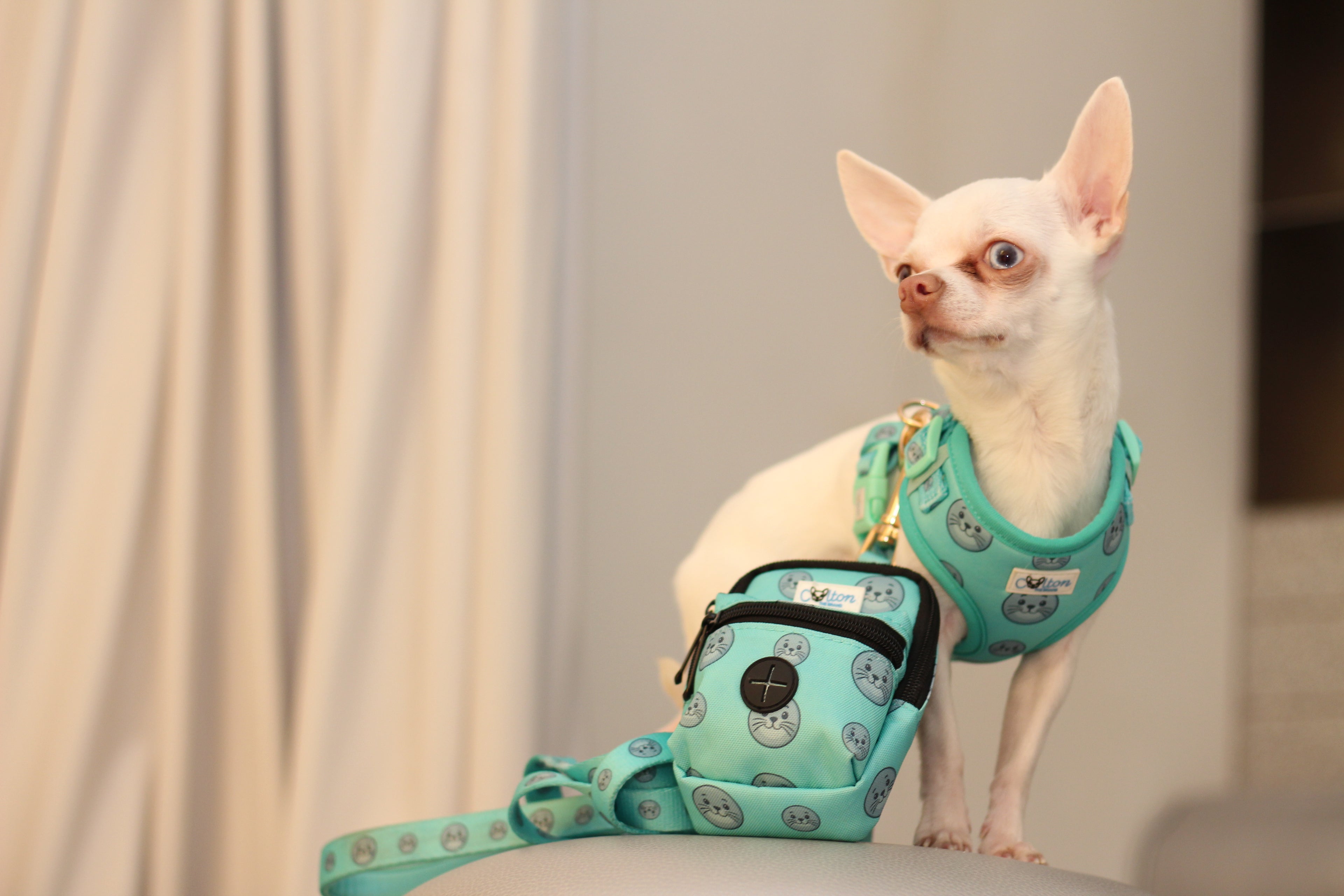 Seal Buddy Walk-mate Pouch - Aquamarine