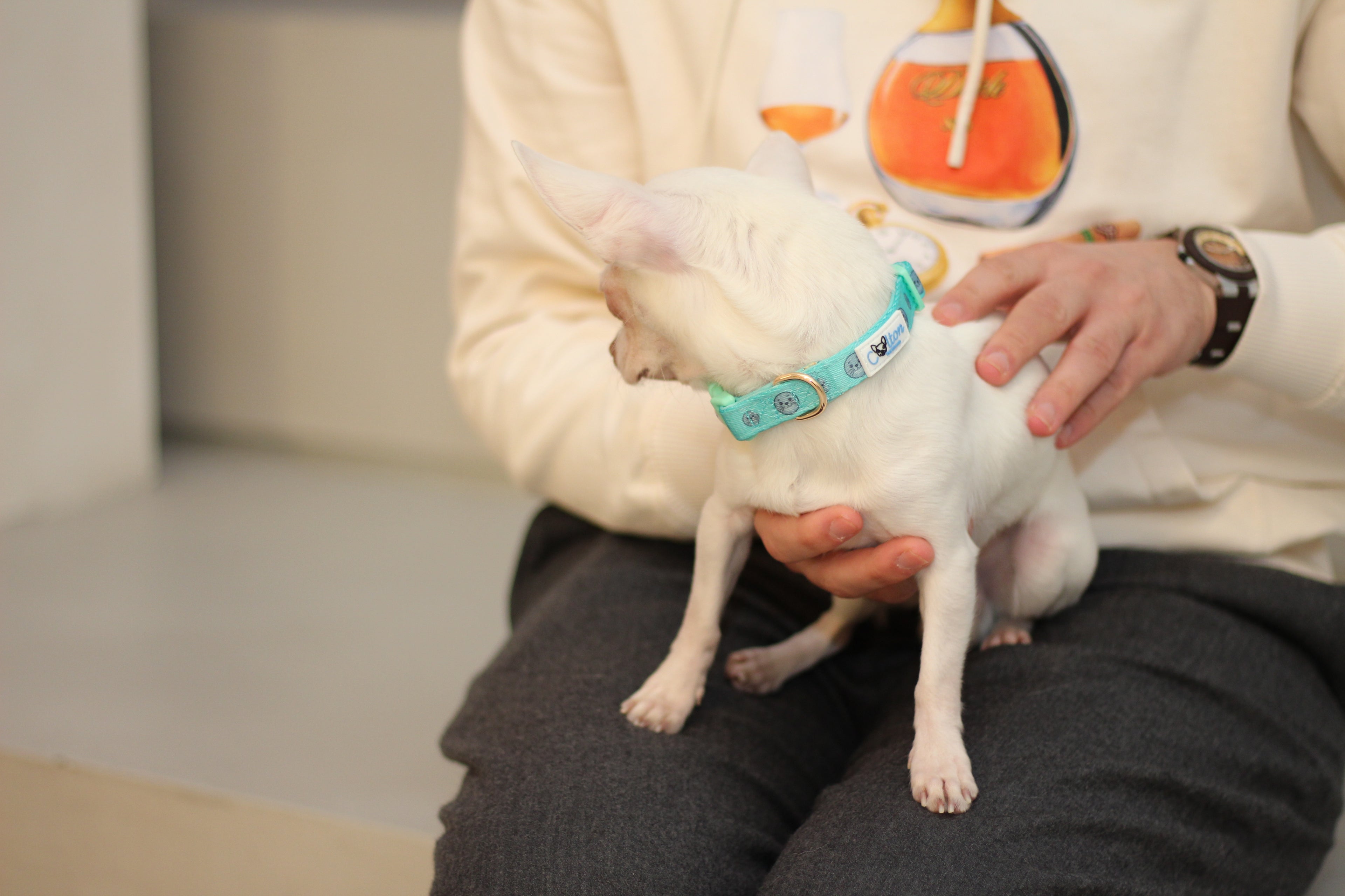 Colton’s Seal Buddy Collar - Aquamarine