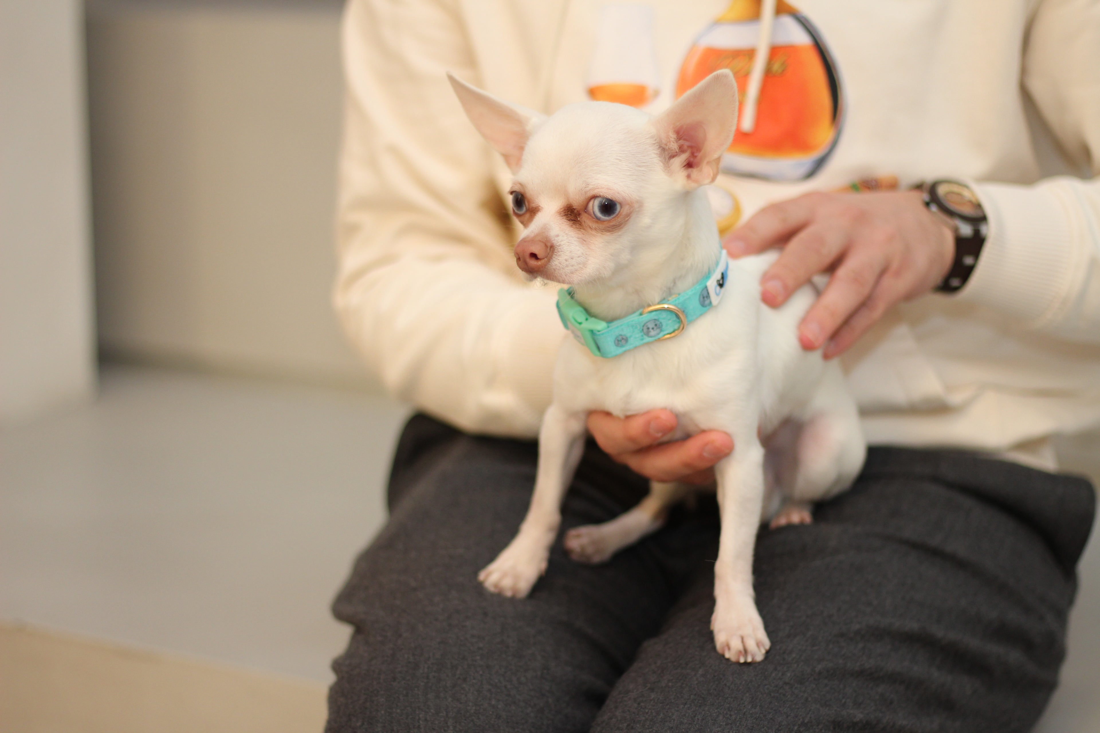 Colton’s Seal Buddy Collar - Aquamarine